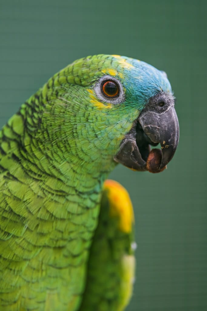 Blue-fronted Amazon Parrot