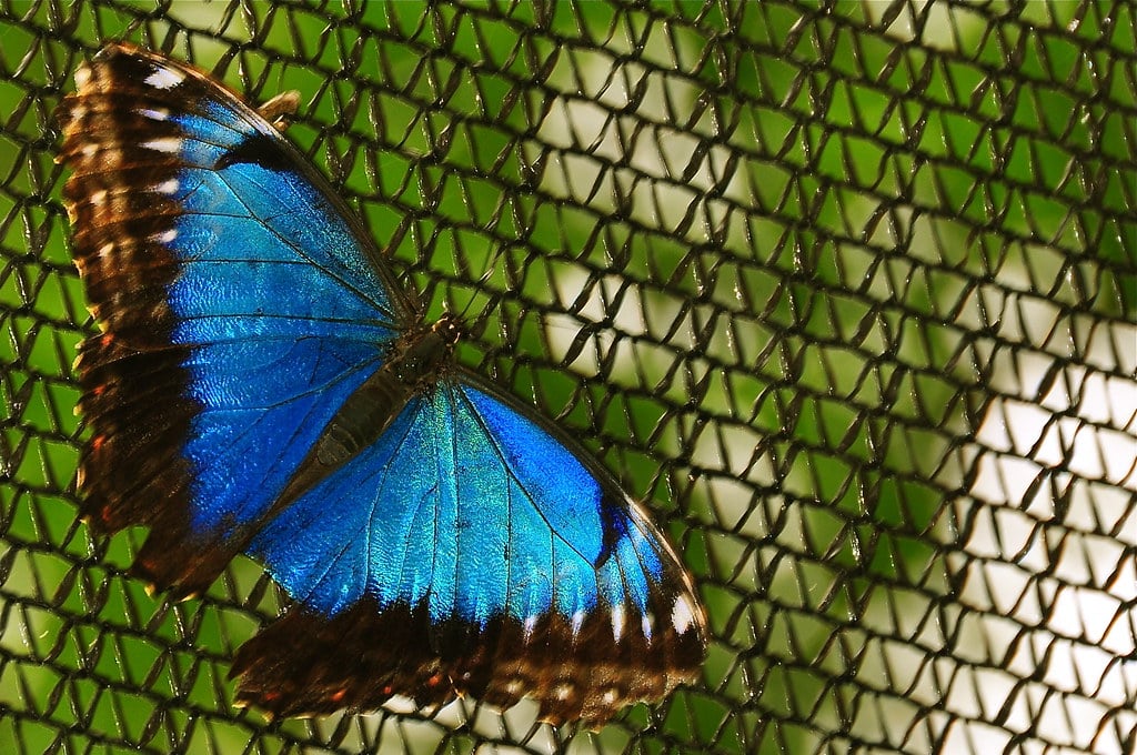 Blue Morpho Butterfly