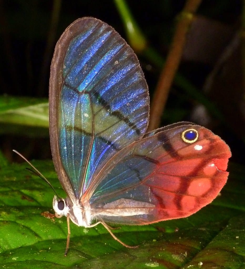 Blushing Phantom Butterfly