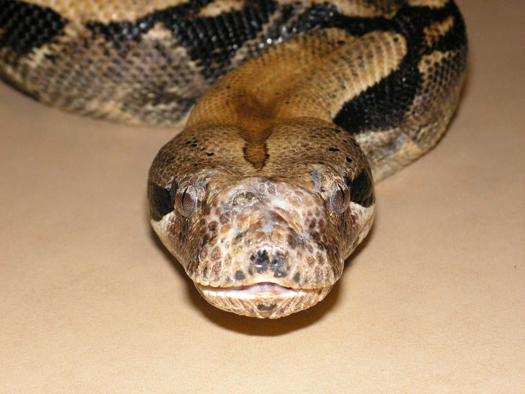 Boa Constrictor
