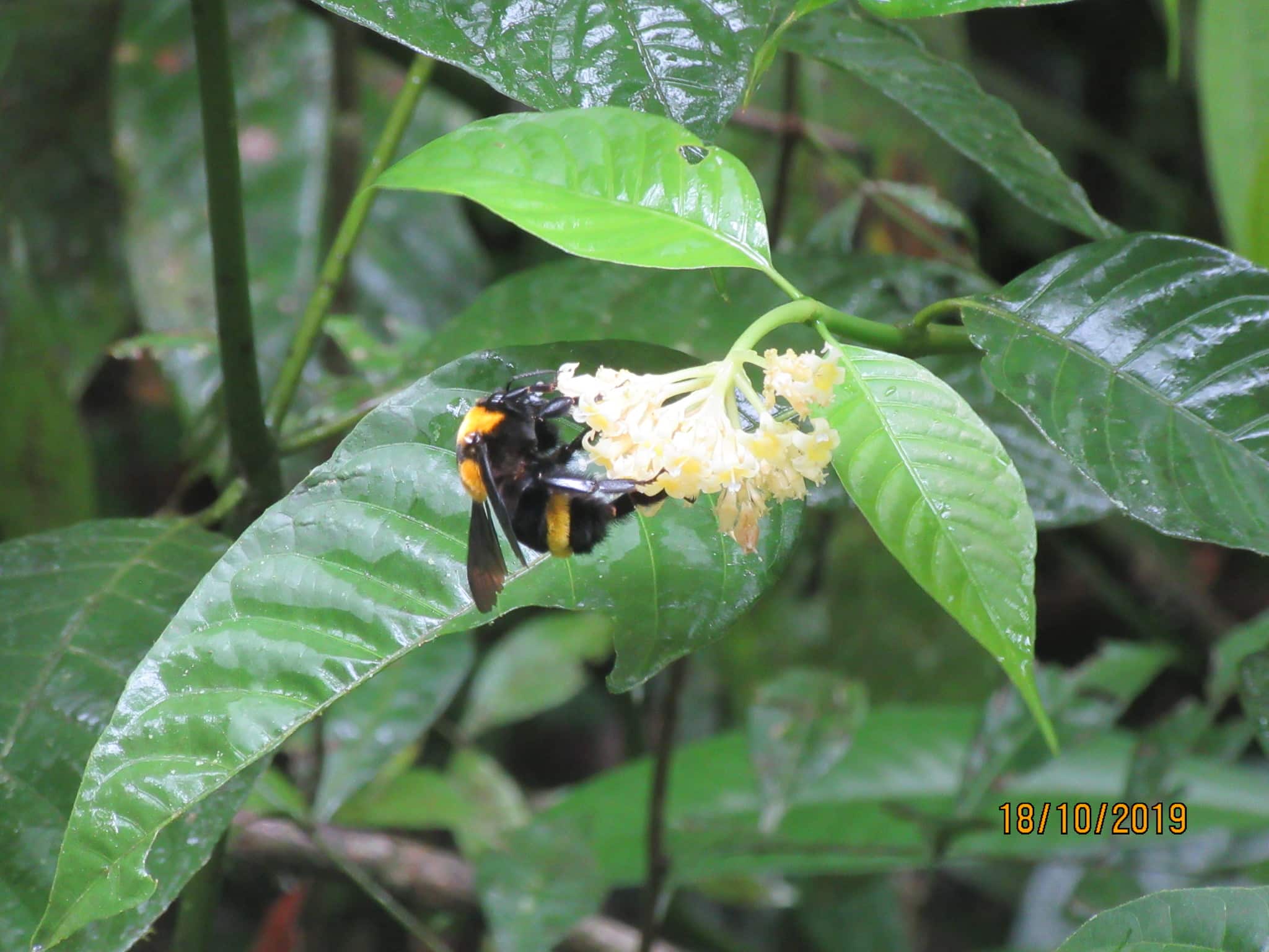 Bombus Transversalis