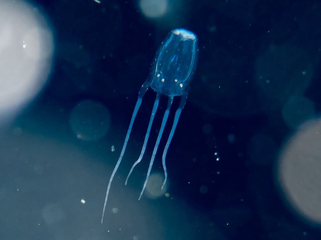 Box Jellyfish 