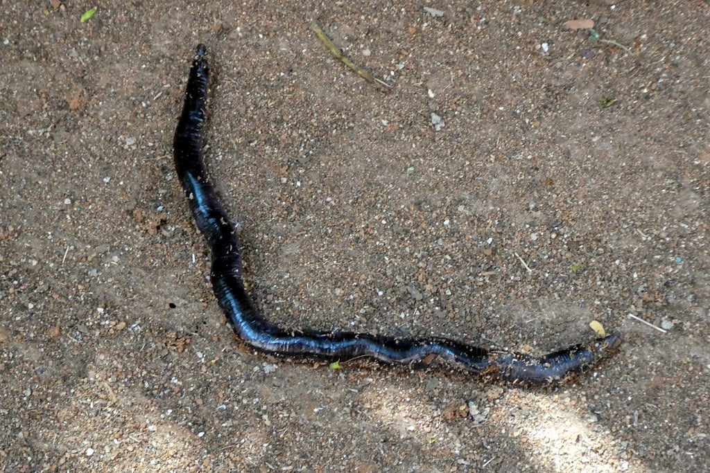 Brahminy Blind Snake - Types of Snakes in Georgia
