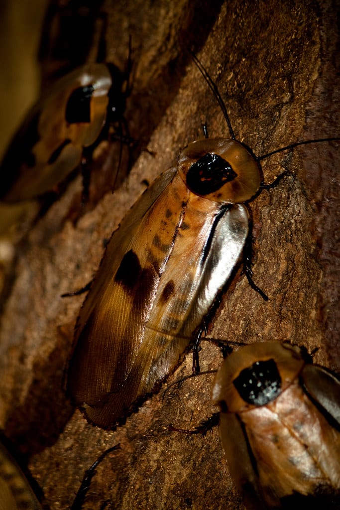 Brazilian Cockroach