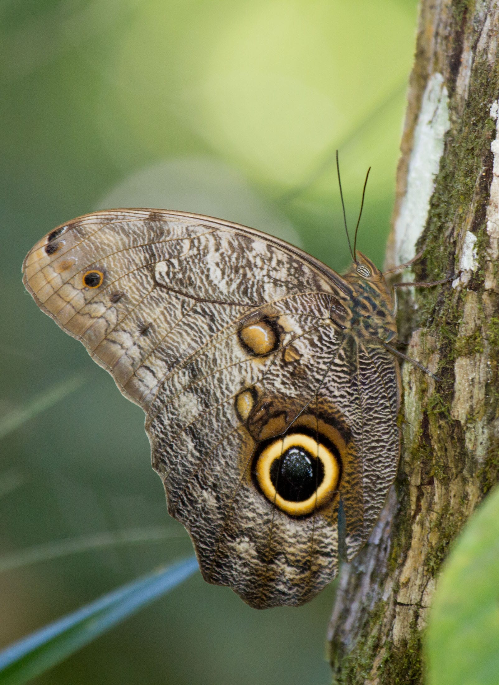 Brazilian Owl Butterfly