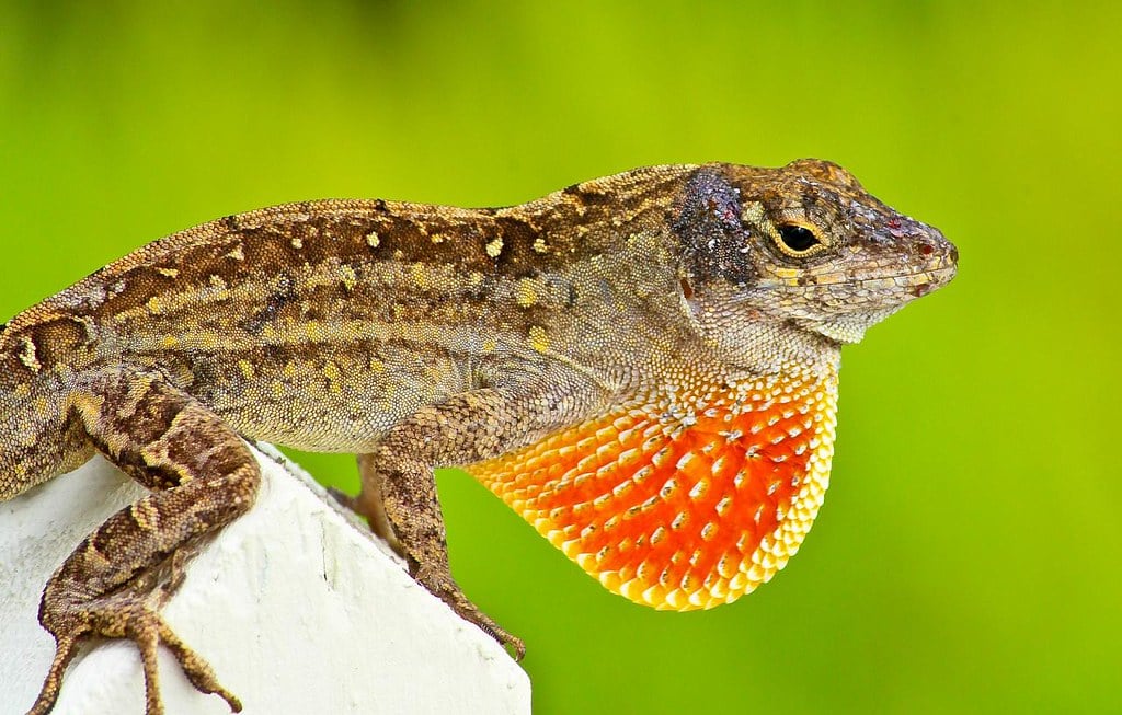 Brown Anole