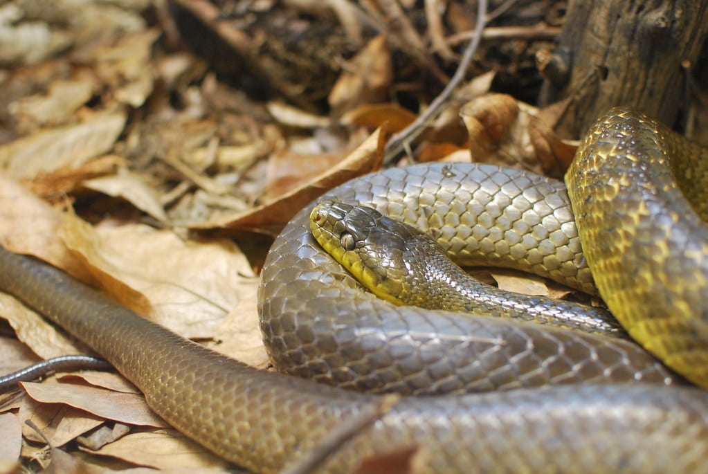 Brown Tree Snake - Types of Snakes in Hawaii