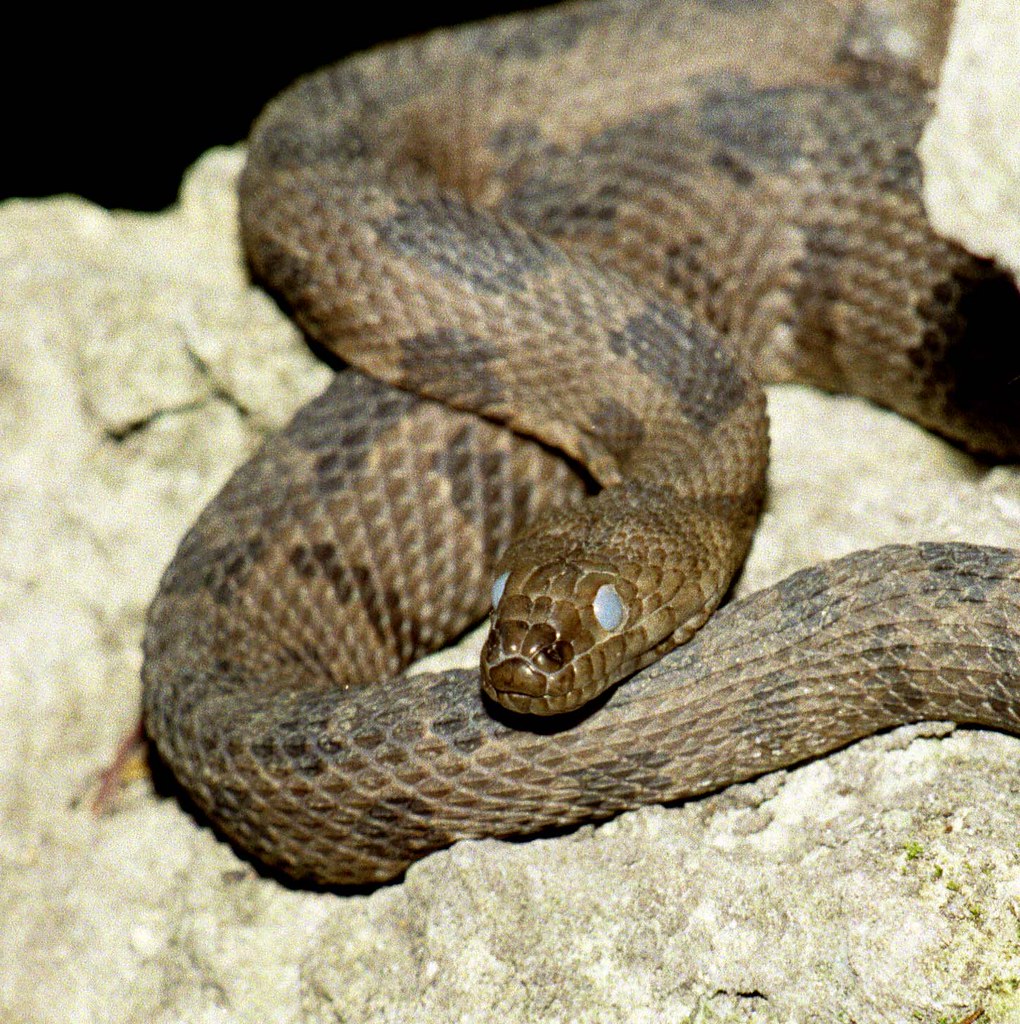 Brown Water Snake