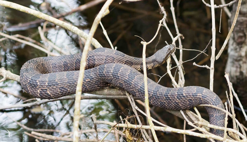 Brown Watersnake - Types of Snakes in Georgia