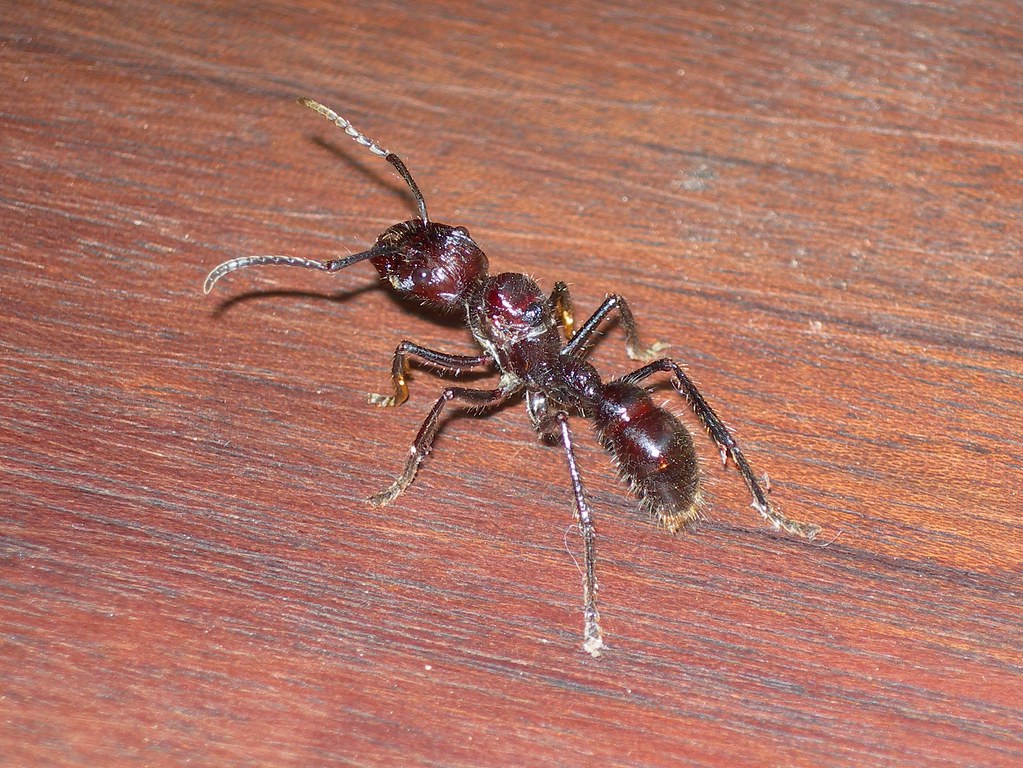 Bullet Ant