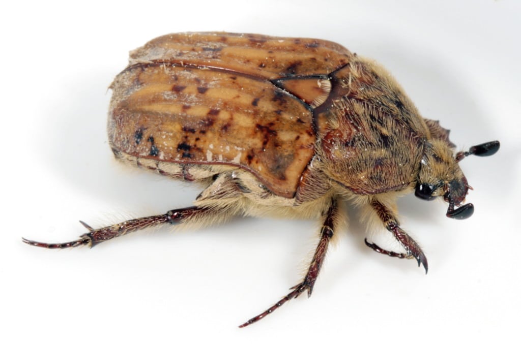 Bumble Flower Beetle