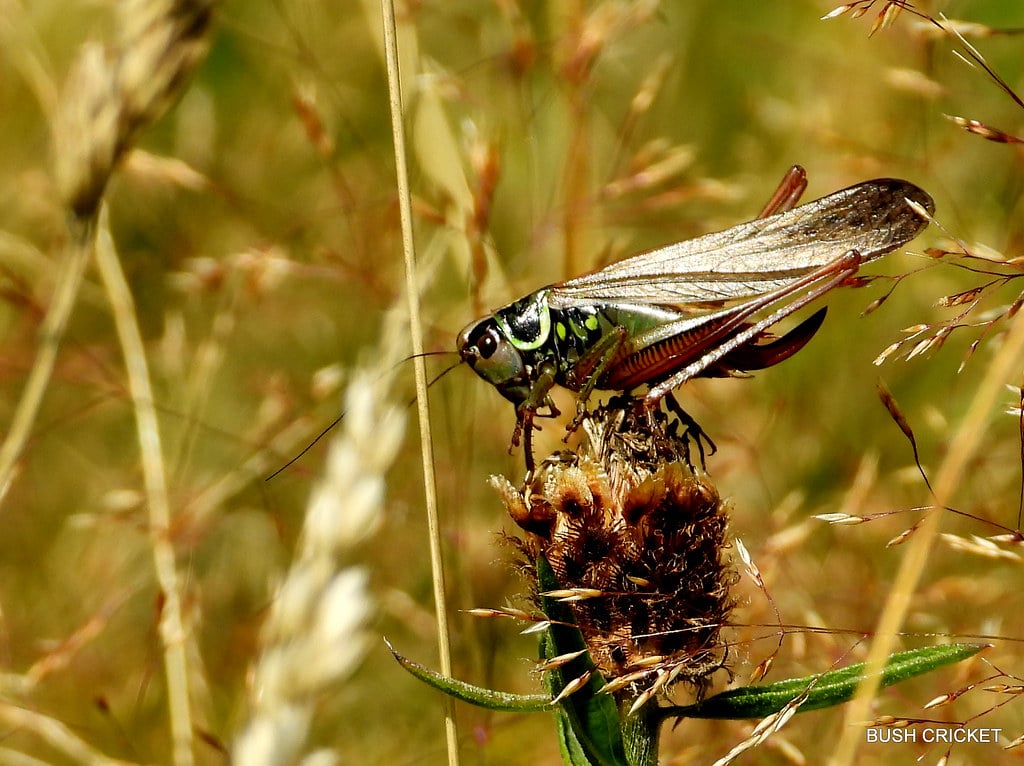 Bush Cricket