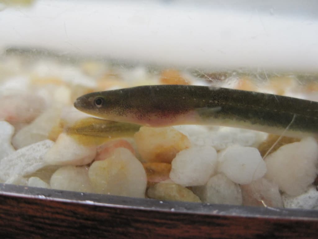 American Eel