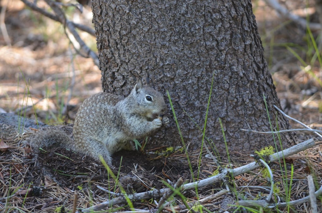 California Ground Squirrel - Types of Squirrels in the US