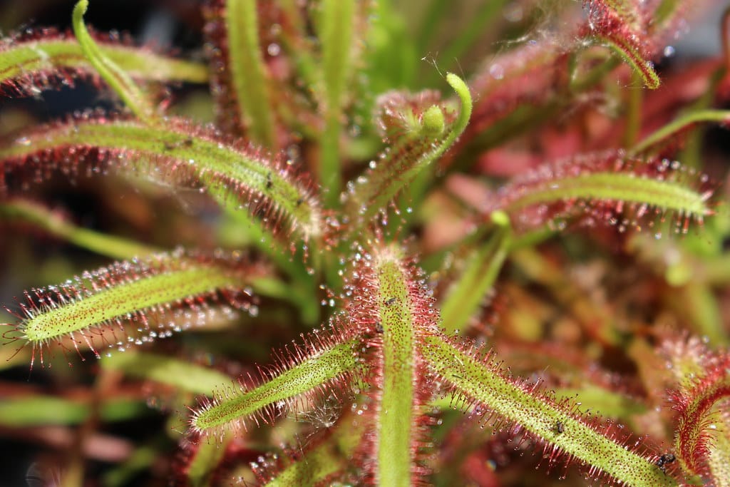 Cape Sundew