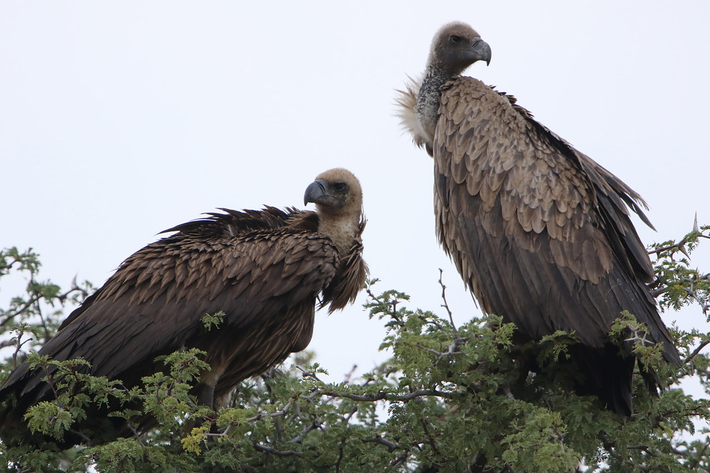 Cape Vulture