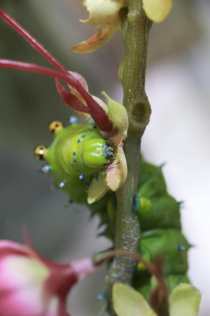 Cecropia Silk Moth Caterpillar