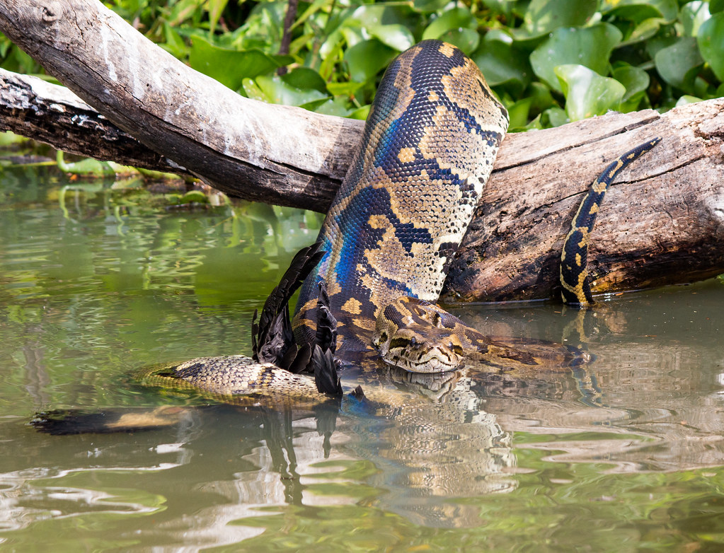 Central African Rock Python