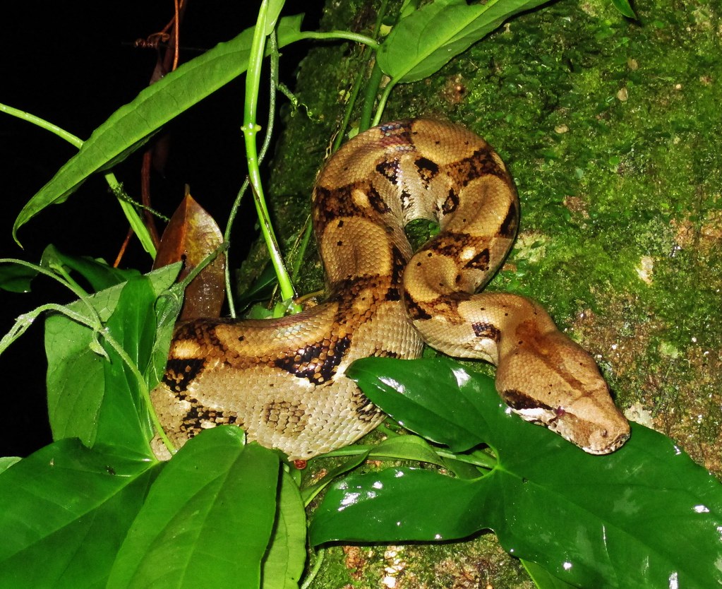 Central American Boa - Types of Snakes in Costa Rica