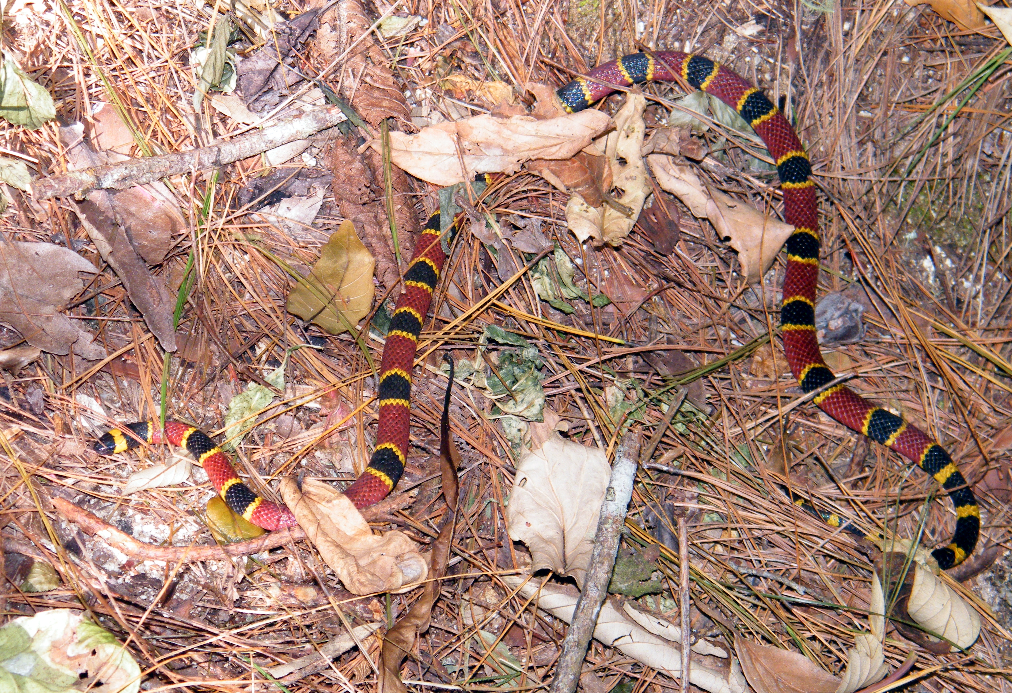 Central American Coral Snake