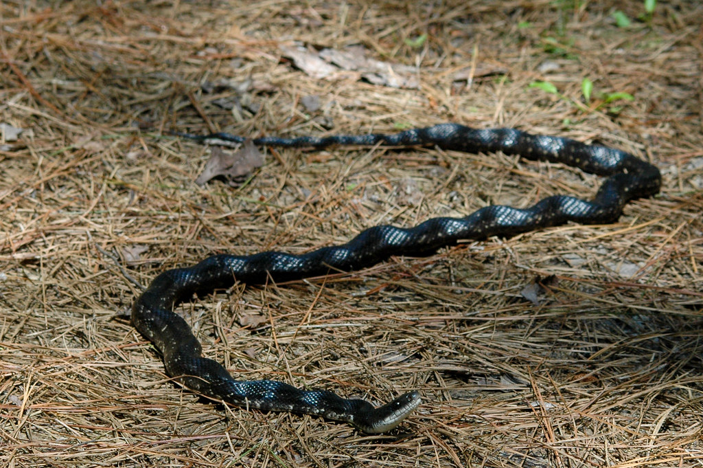 Chicken Snake