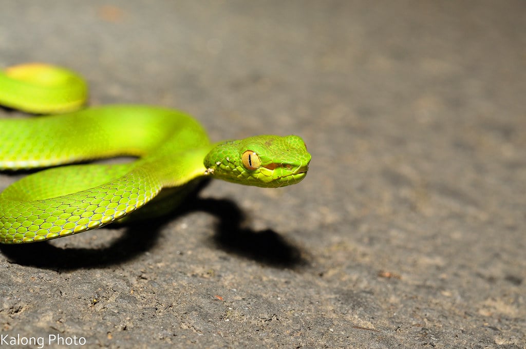 Chinese Tree Vipers