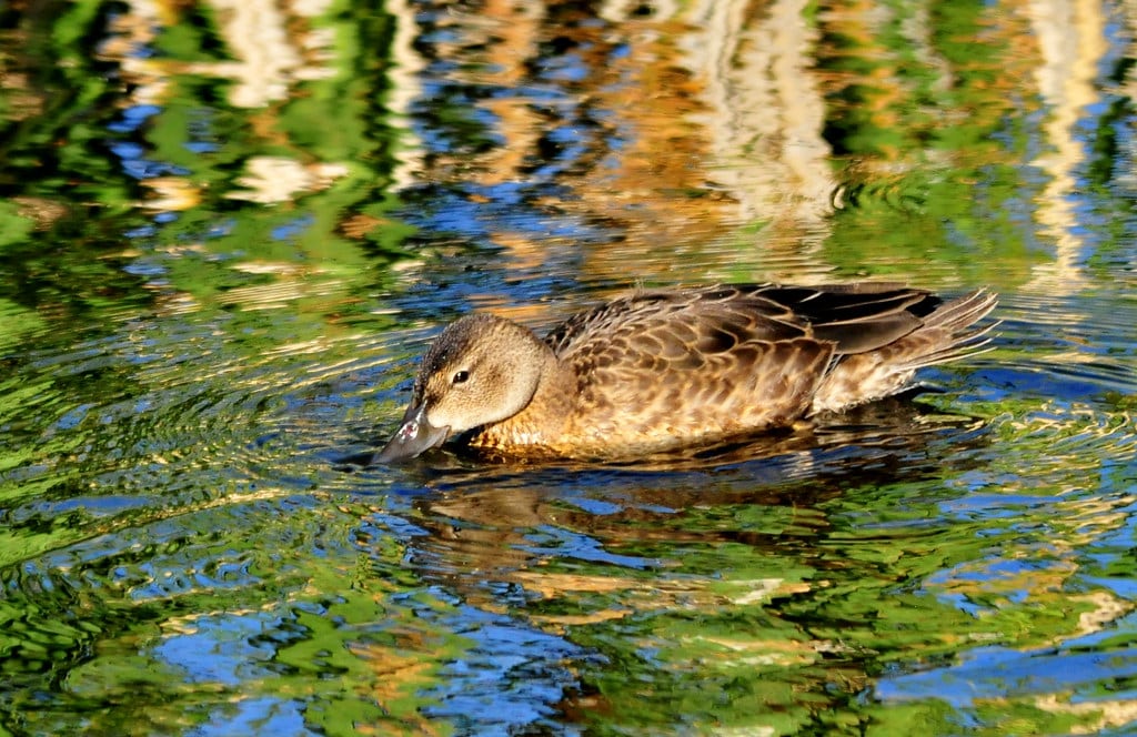 Cinnamon Teal