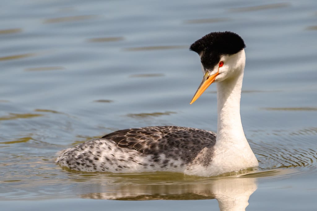 Clark's Grebe