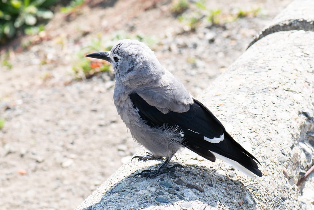 Clark's Nutcracker