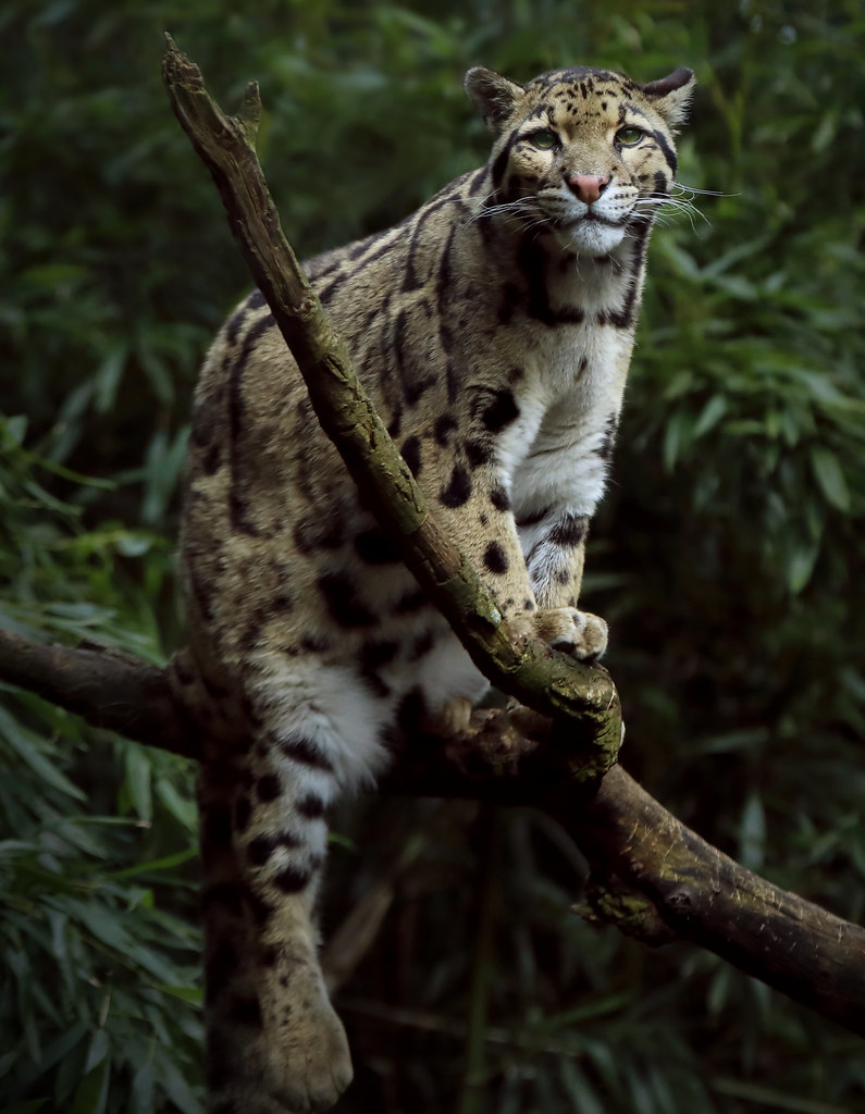 Clouded Leopard