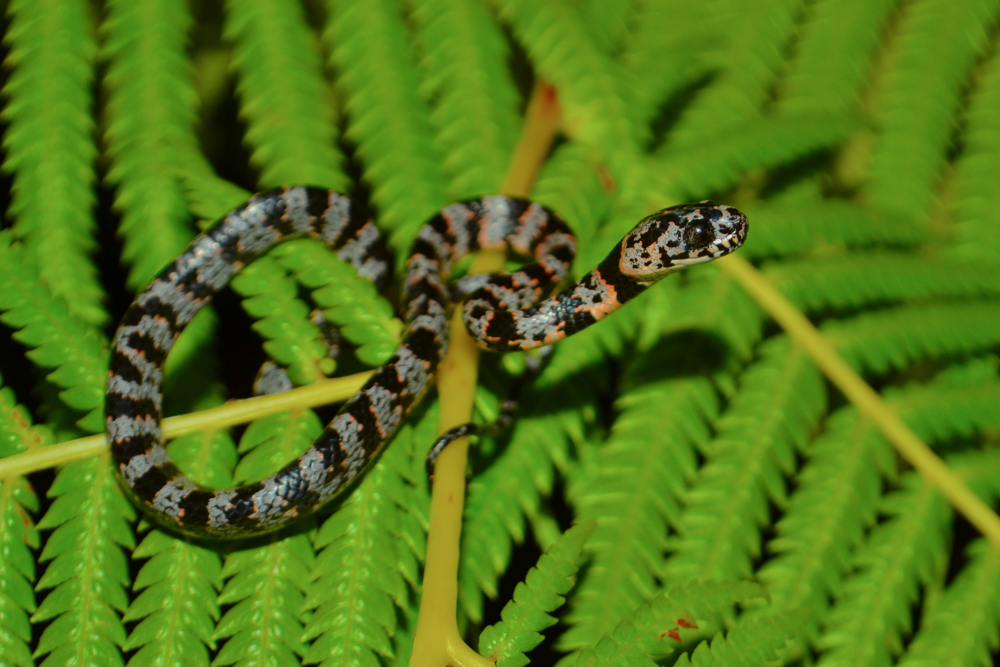 Cloudy Snail-eating Snake
