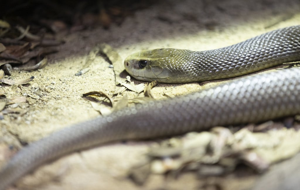 Coastal Taipan
