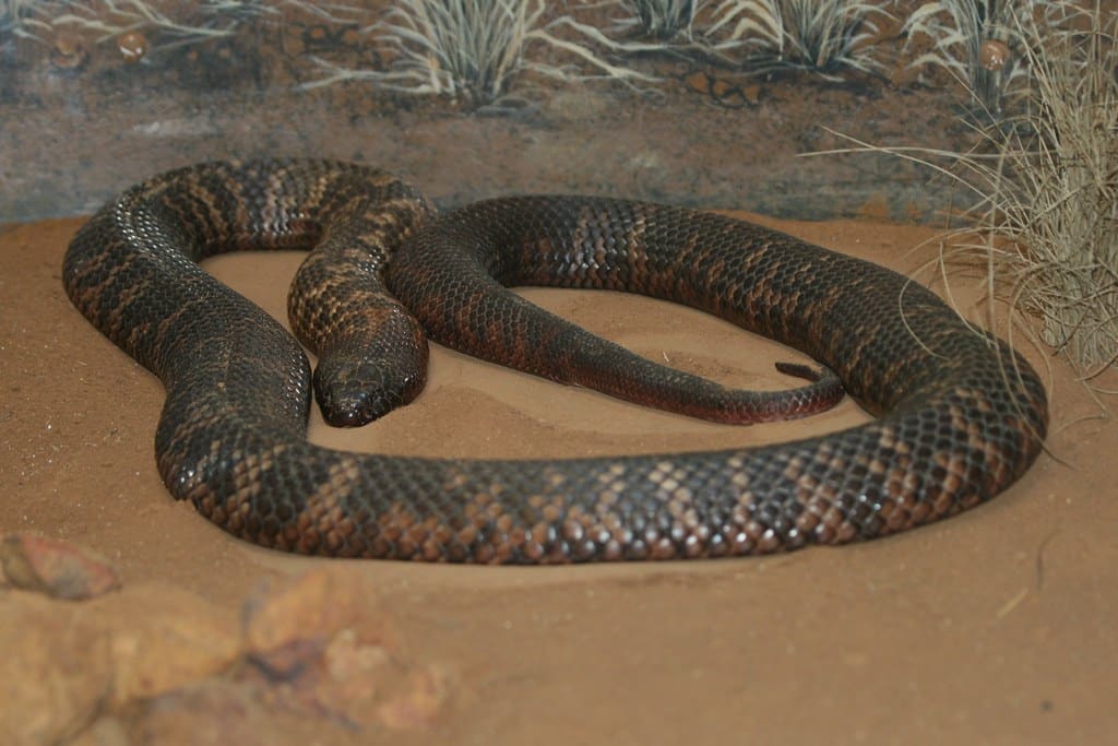 Collett’s Snake