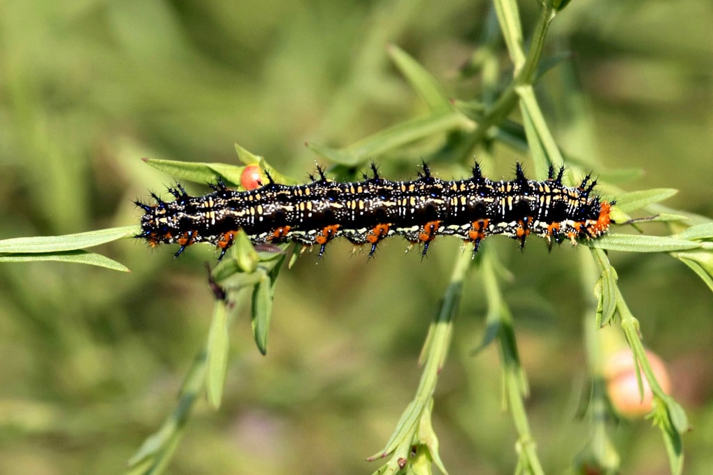 Common Buckeye Butterfly Caterpillar - types of caterpillars in colorado