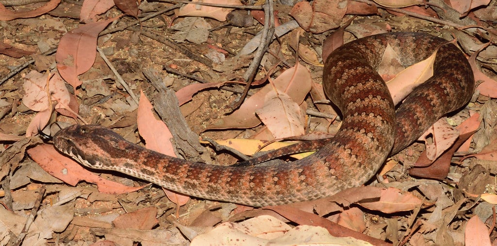 Common Death Adder