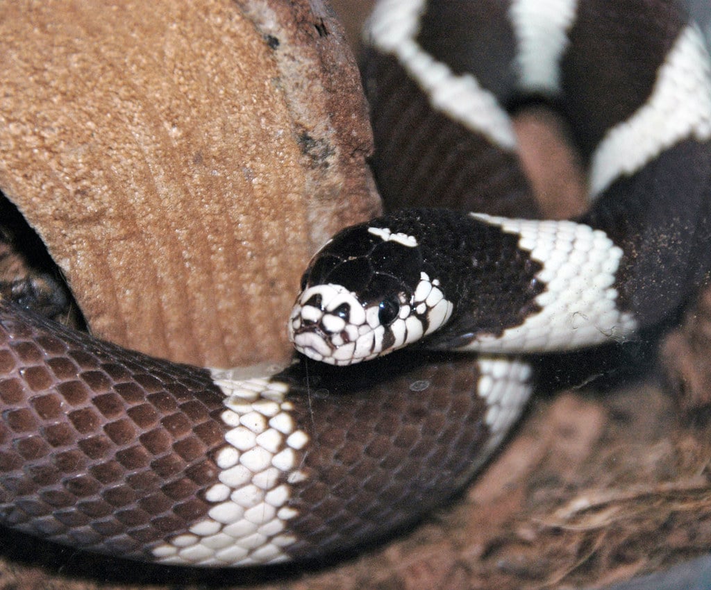Common Kingsnake