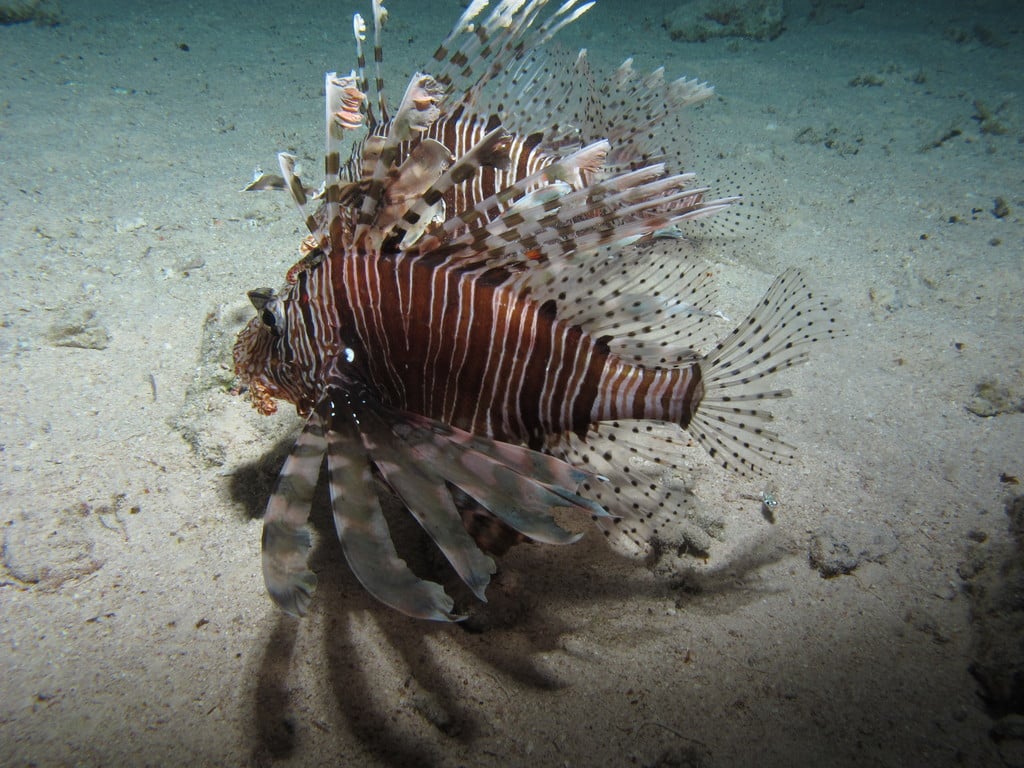 Common Lionfish - Poisonous Animals in Australia