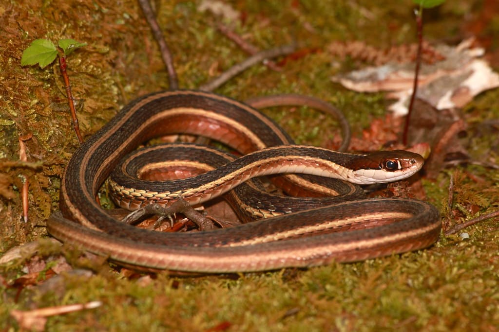 Common Ribbonsnake