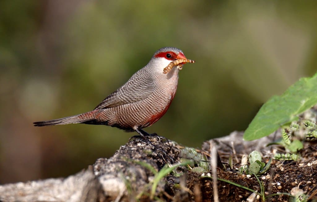 Common Waxbill