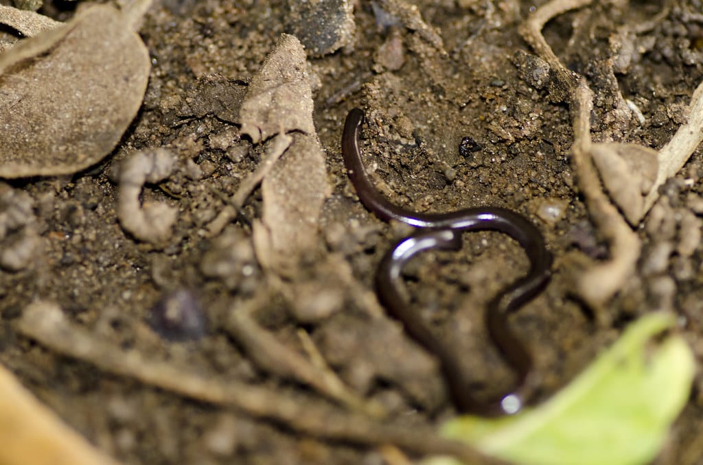 Common Worm Snake