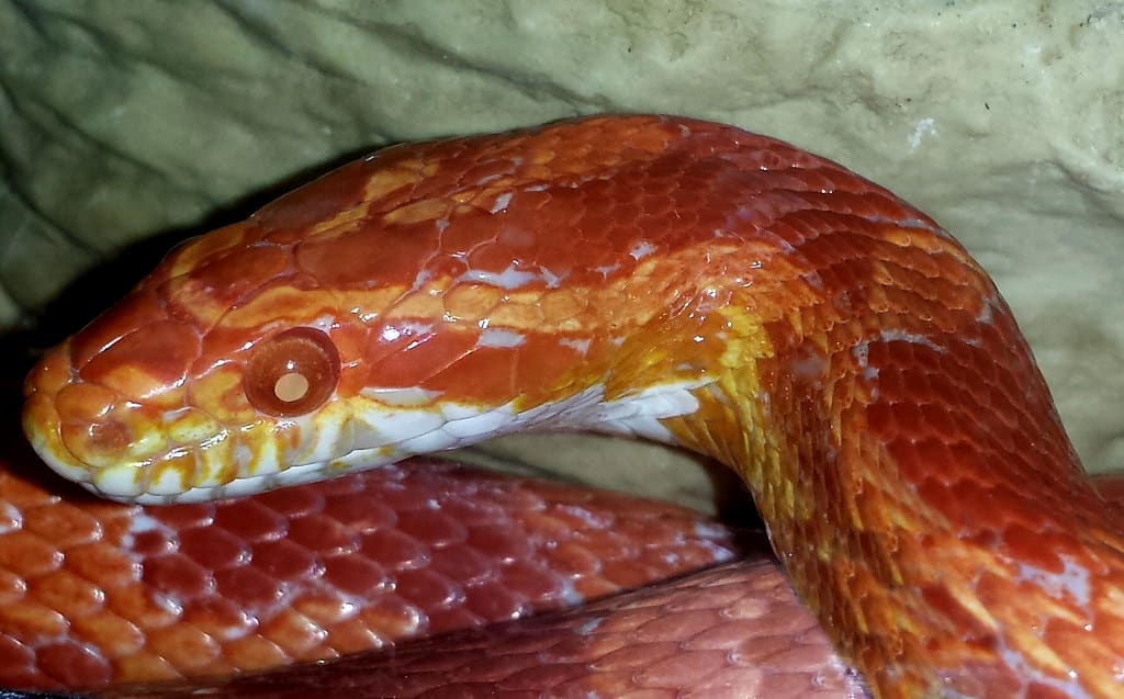 Corn Snakes