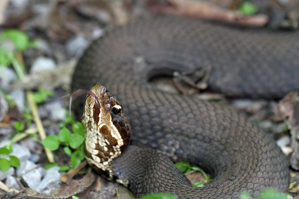 Cottonmouth - Types of Snakes in Georgia