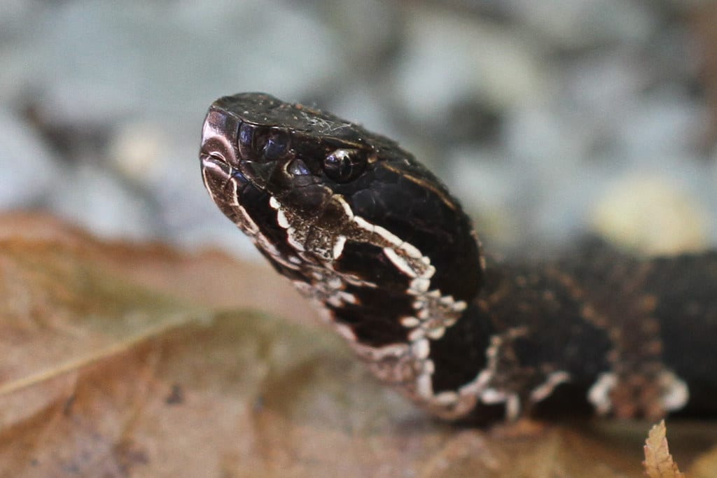 Cottonmouth - Types of Snakes in Alabama