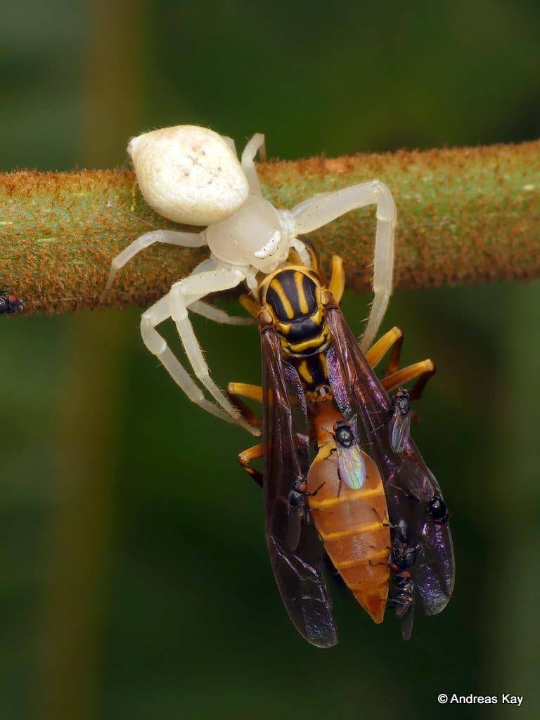 Crab Spider Wasp