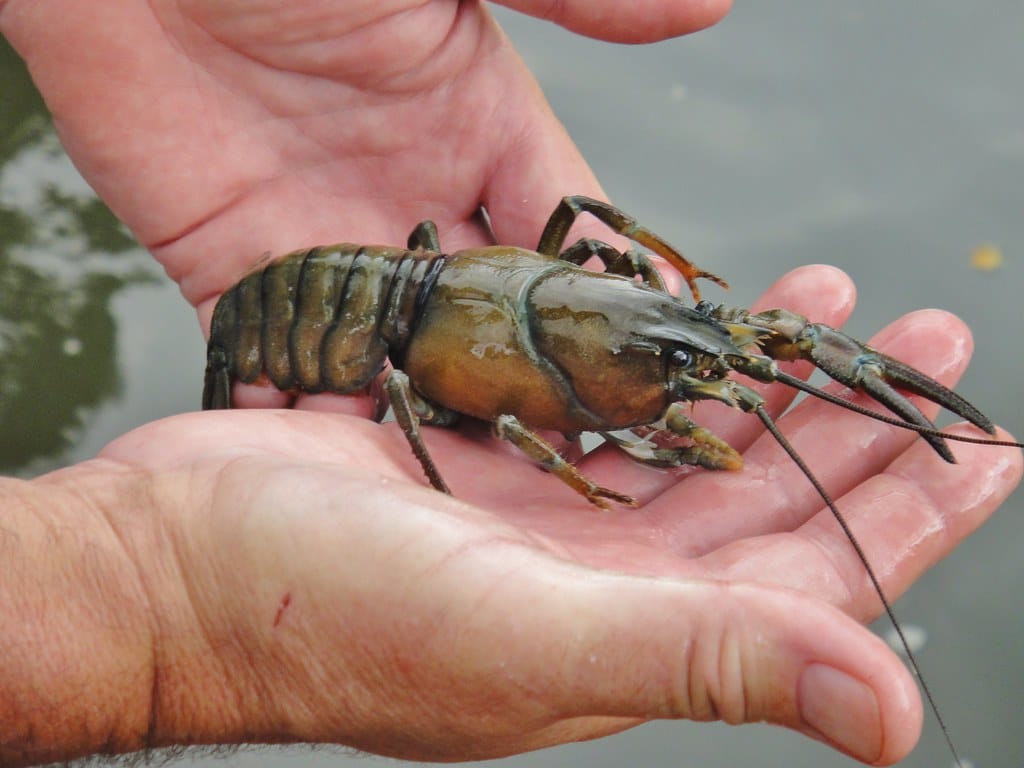 Crayfish