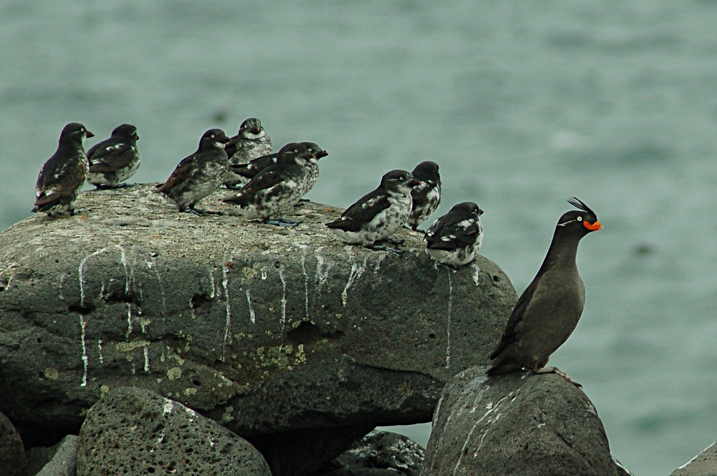 Crested Auklet