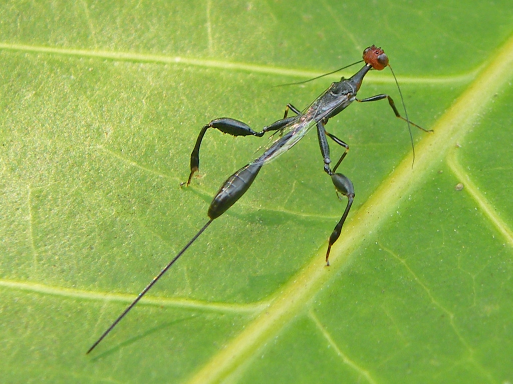 Crown Wasp