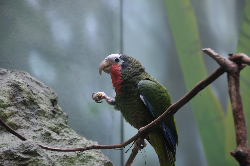 Cuban Amazon