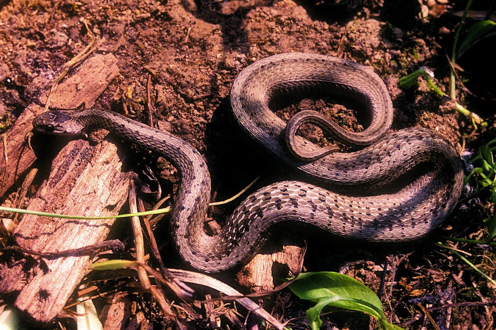 Dekay's Brown Snake