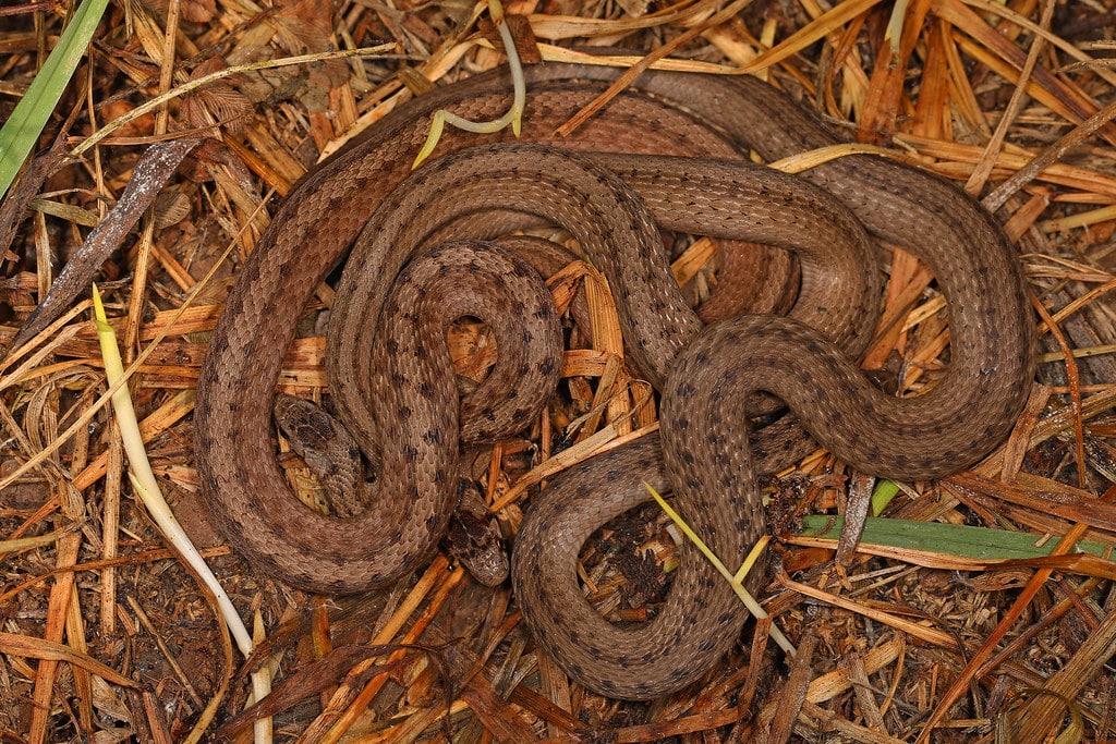Dekay's Brown Snake